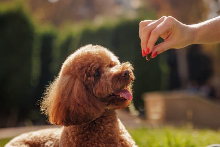Do Poodles Drink A Lot Of Water?