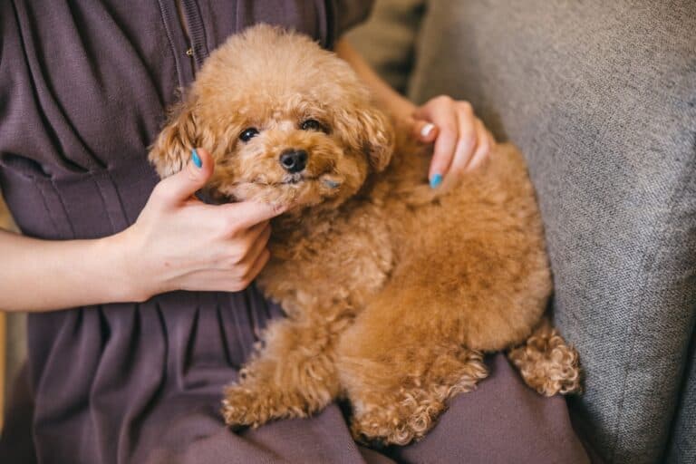 Do Poodles Need Blankets?