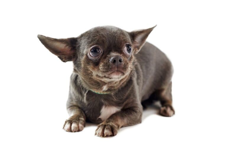 How Do I Gain My Chihuahua Trust?