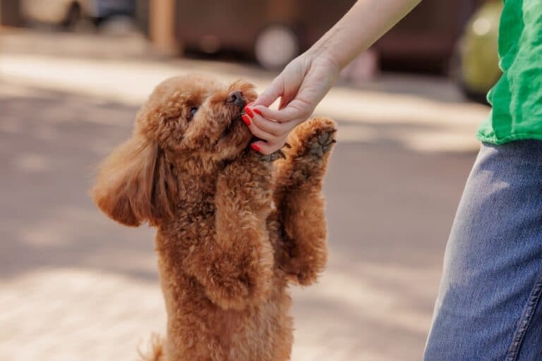 Is Poodle The Smartest Dog?