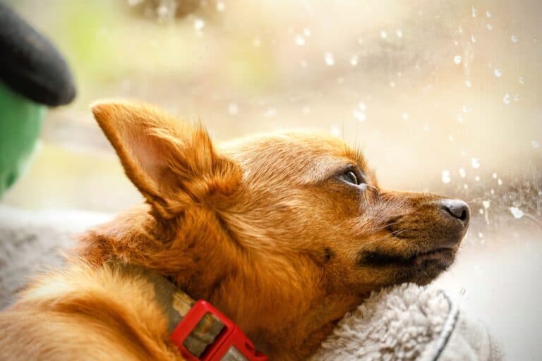 Should I Bathe My Chihuahua?
