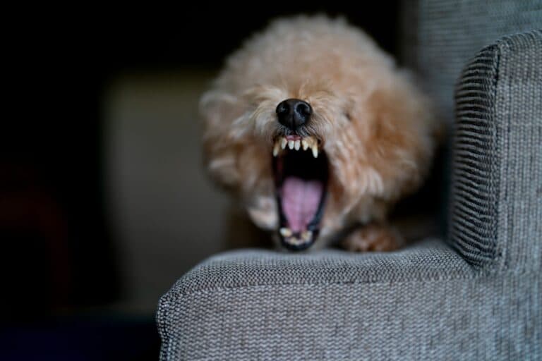 Why Are Poodles Aggressive?