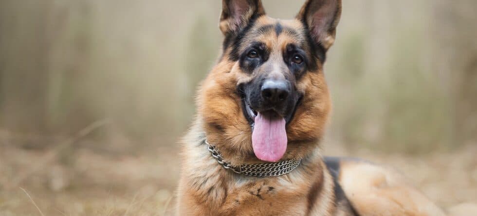 What Is A Cool Boy Dog Name?