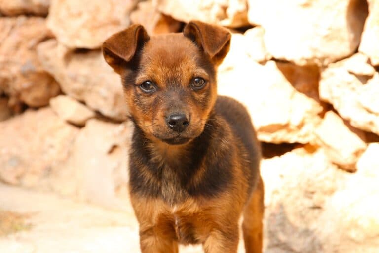 What Is An Unethical Dog Breeder?