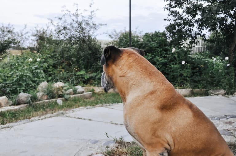 Are Boxers Calm Dogs?