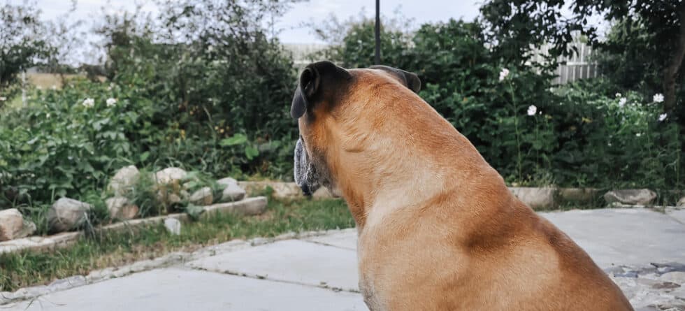 Are Boxers Calm Dogs?