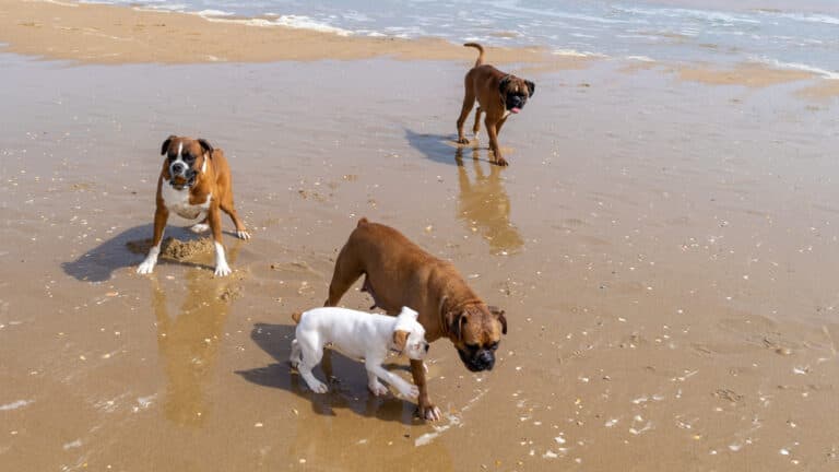 Are Boxers Prone To Overheating?