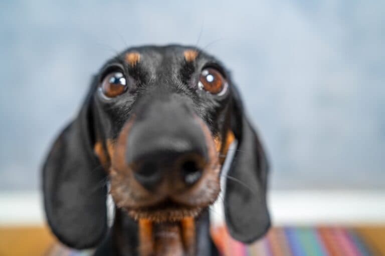 Are Dachshunds Easily Stressed?