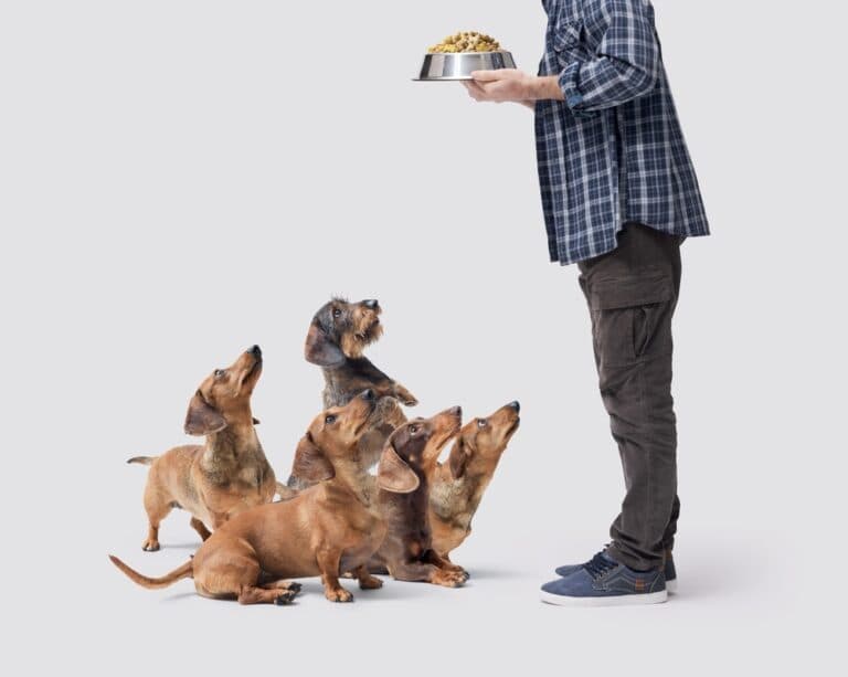 Are Dachshunds Sensitive To Food?