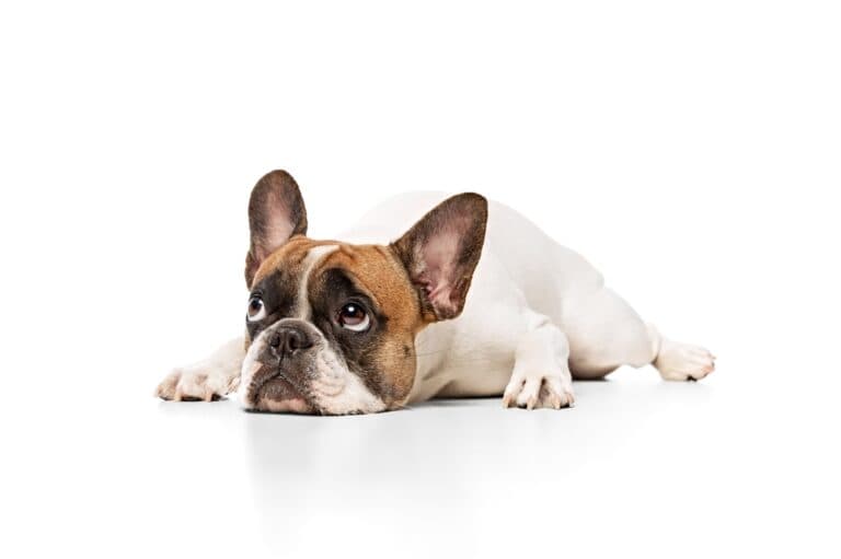 Are French Bulldogs Jealous?