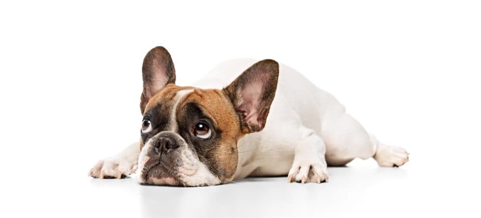 Are French Bulldogs Jealous?