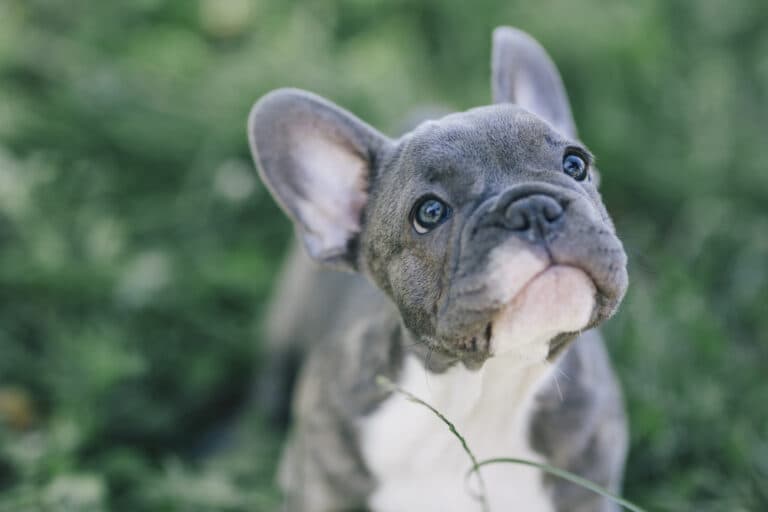 Are French Bulldogs Very Smart?