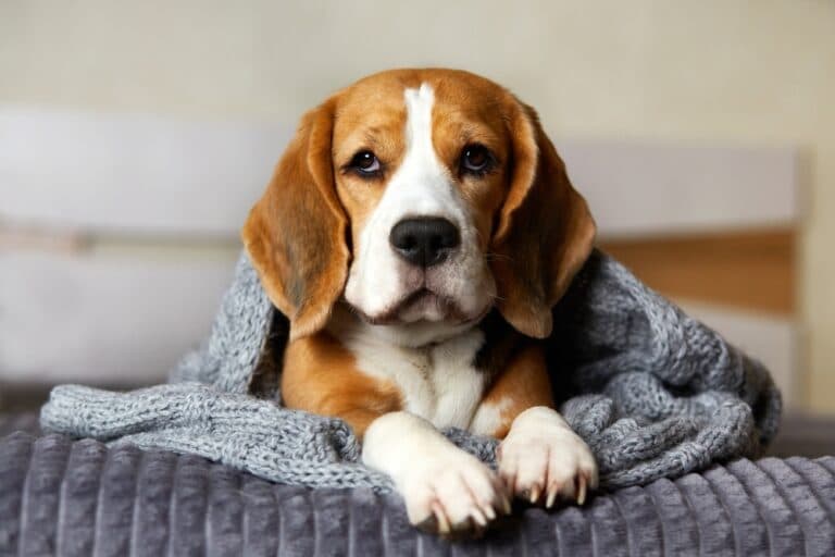 At What Age Do Beagles Slow Down?