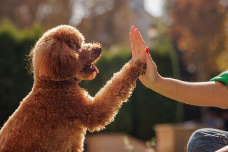 Can Poodles Sense Pregnancy?