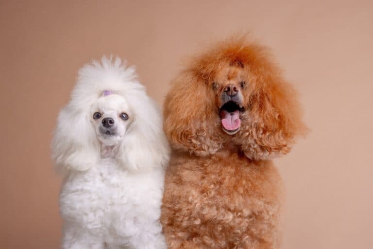 How Do Poodles Give Birth?