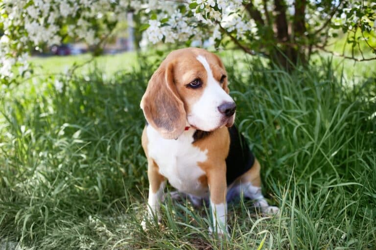 How Often Do Beagle Puppies Pee?