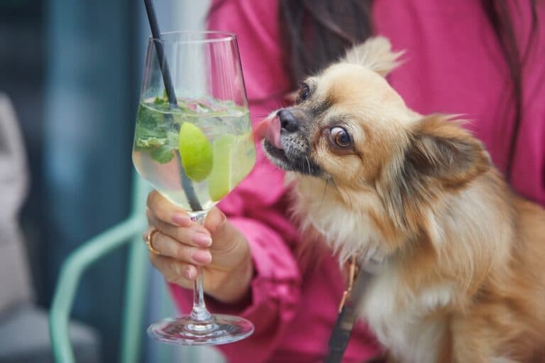 How Smart Is A Chihuahua?