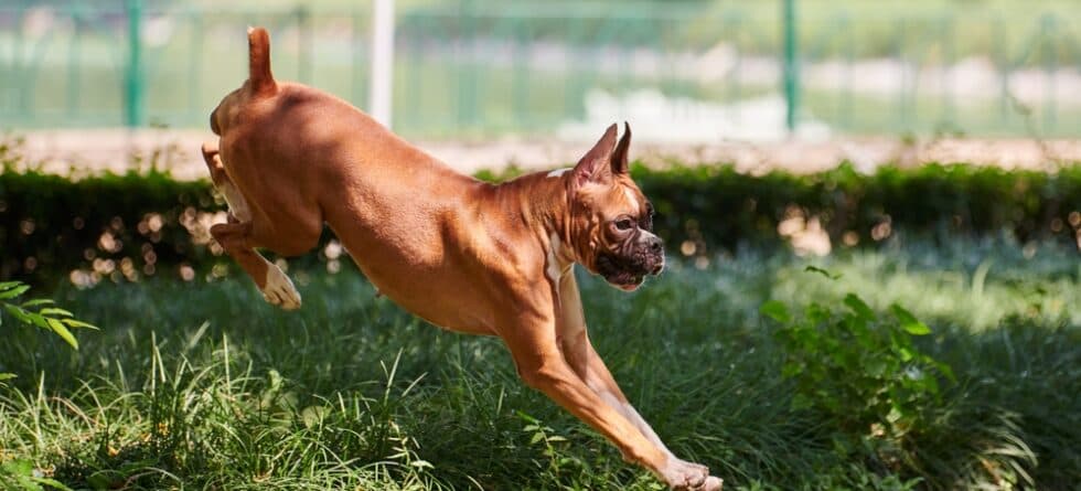 Is A Boxer Dog Aggressive?