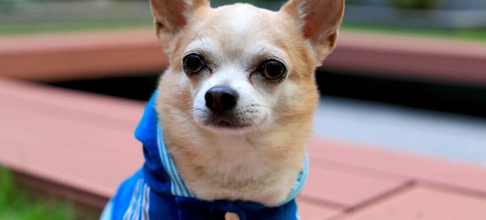 Is A Chihuahua A Good House Dog?