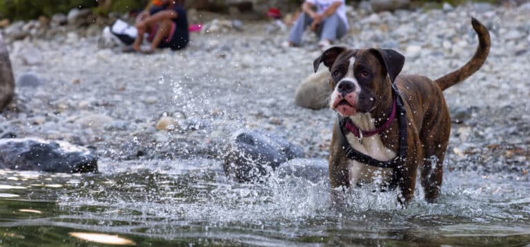 Is Boxer Dog A Pitbull?