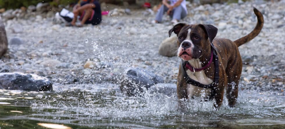 Is Boxer Dog A Pitbull?