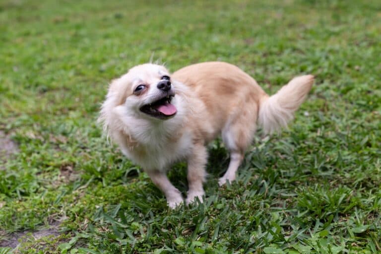 What Are Chihuahuas Best For?