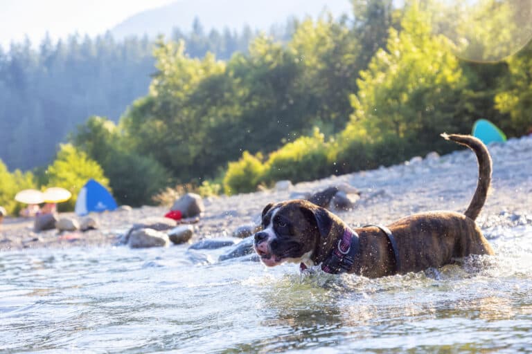 What Do Boxer Dogs Love?