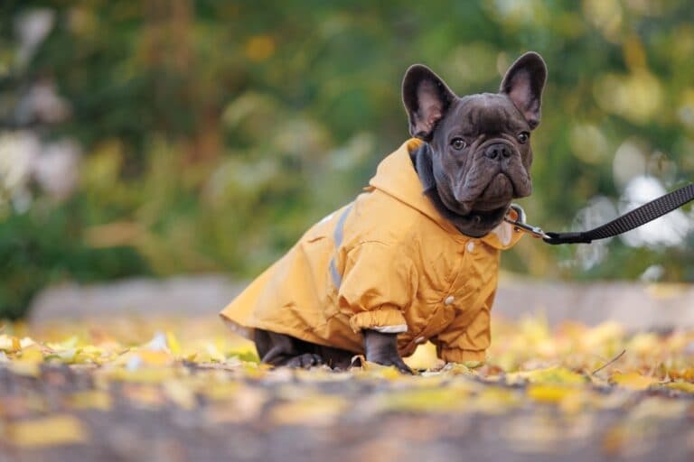 What Do French Bulldogs Not Like?