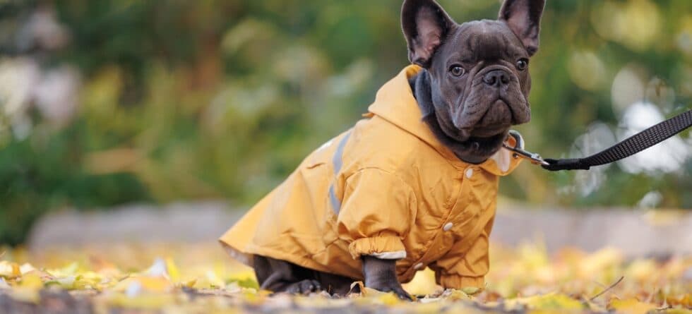 What Do French Bulldogs Not Like?