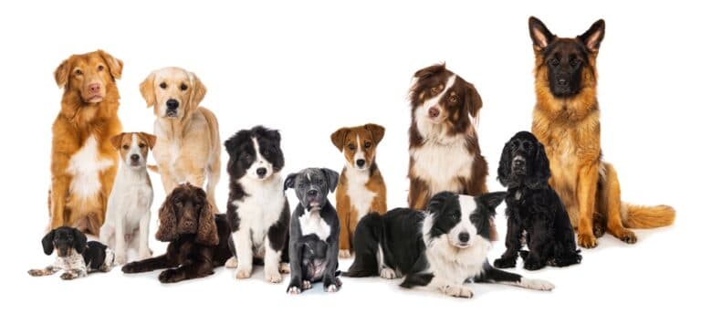 What Is The Cheapest Dog Breed?