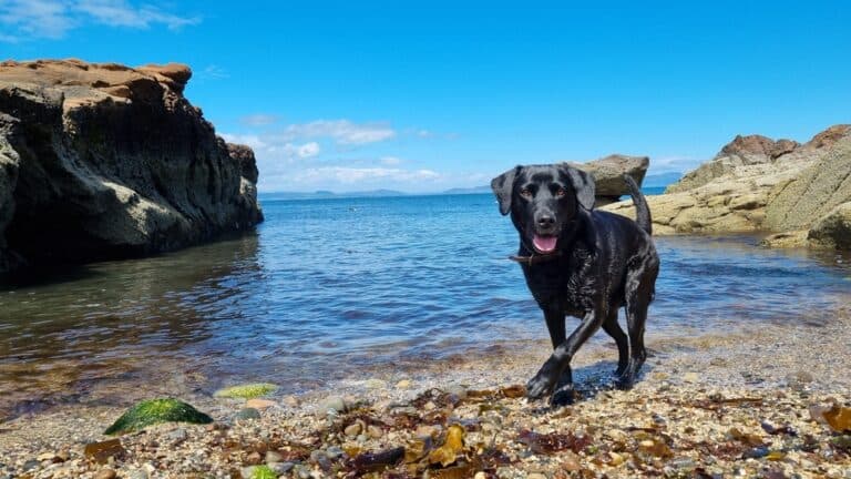 Which Type Of Labrador Is Best?