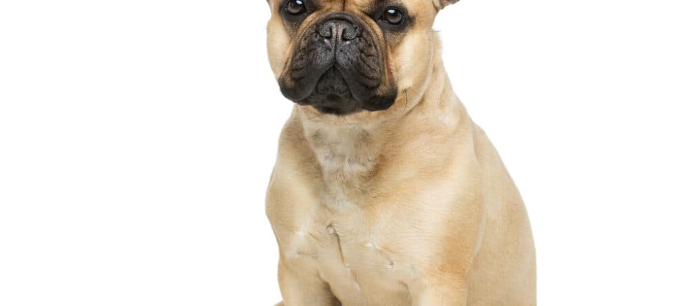 Why Does My Frenchie Hate Brooms?
