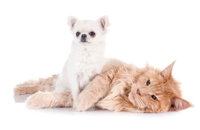 Are Chihuahuas Friendly?