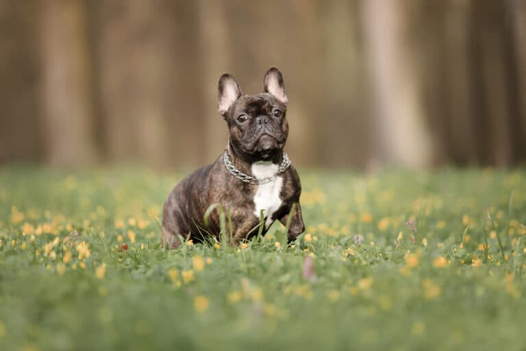 Is A French Bulldog A Lazy Dog?