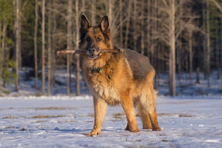 Why Are German Shepherd Ears Up?