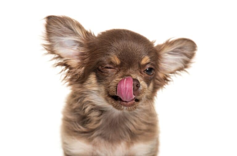 Why Is It Called Chihuahua?