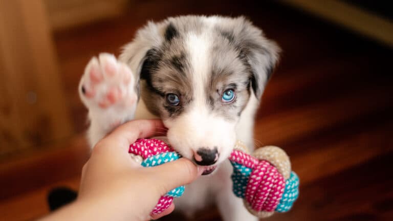 What’s The 3-day Rule For Puppies?