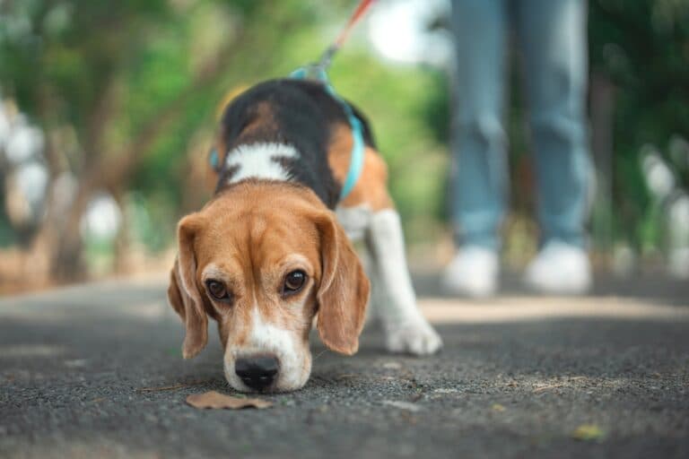 Are Beagles Smart Dogs?