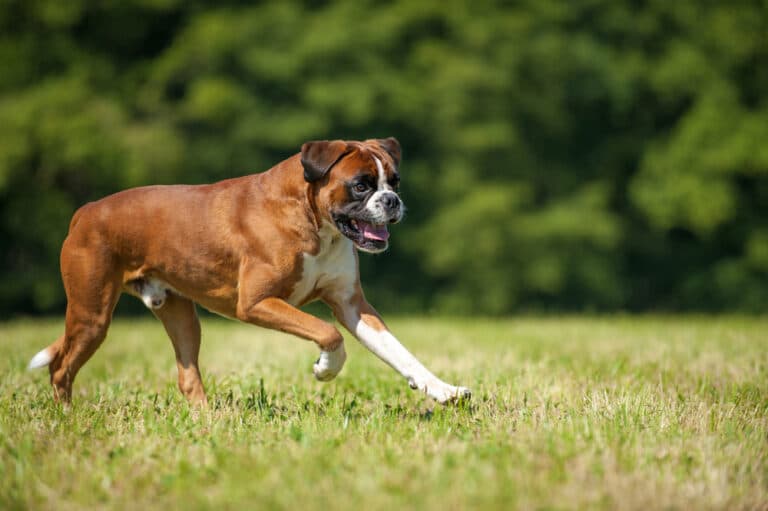 Are Boxers Likely To Bite?