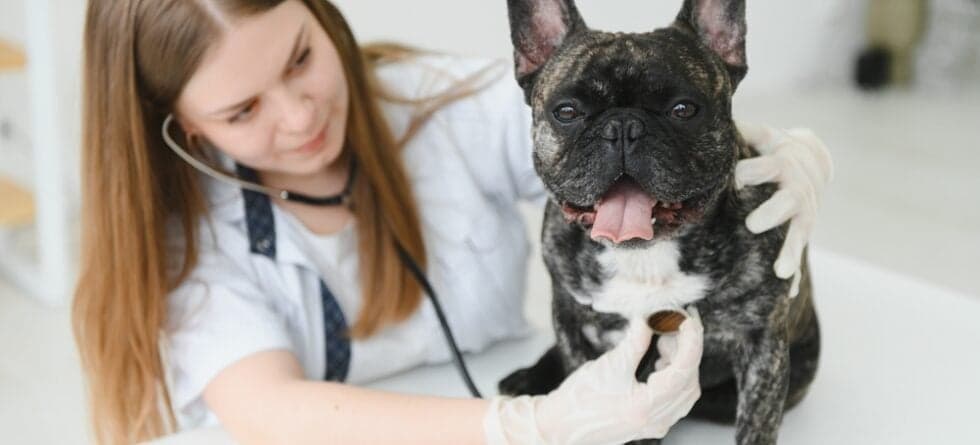 Are French Bulldogs Healthy?