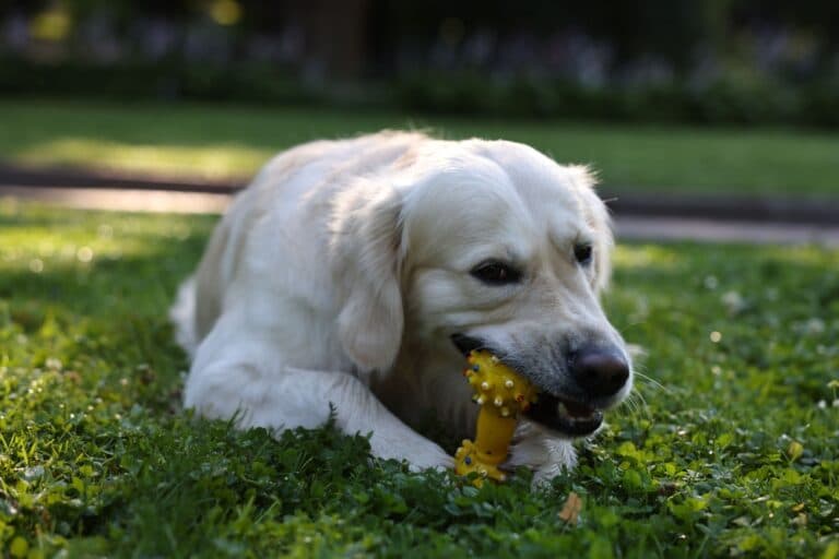 Are Labs Destructive Dogs?