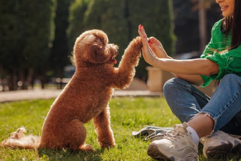 Are Poodles Calm Or Hyper?