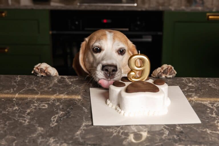 Can A Beagle Eat Bread?
