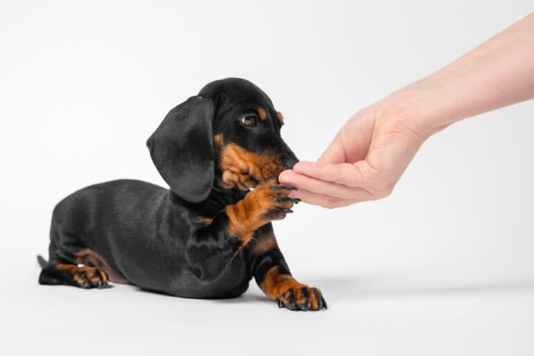 Can Dachshunds Eat Eggs?