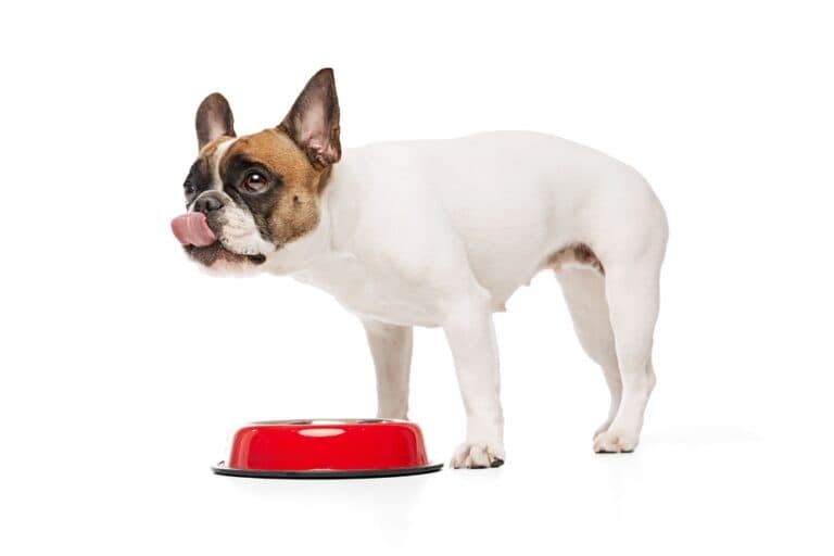 Can Frenchies Eat Chicken?