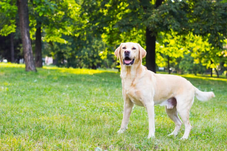 Can Labradors Be Left Alone?