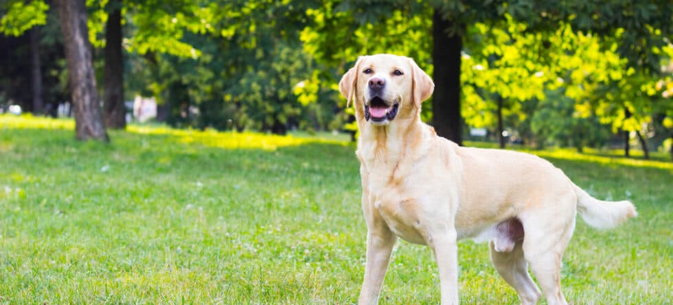 Can Labradors Be Left Alone?