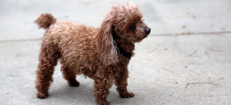 Can Poodles Be Kept Outside?