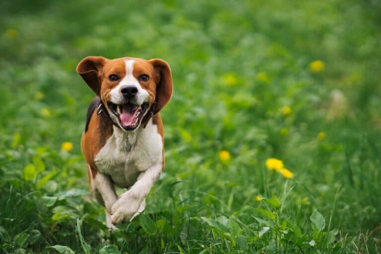 Do Beagles Get Stressed Easily?