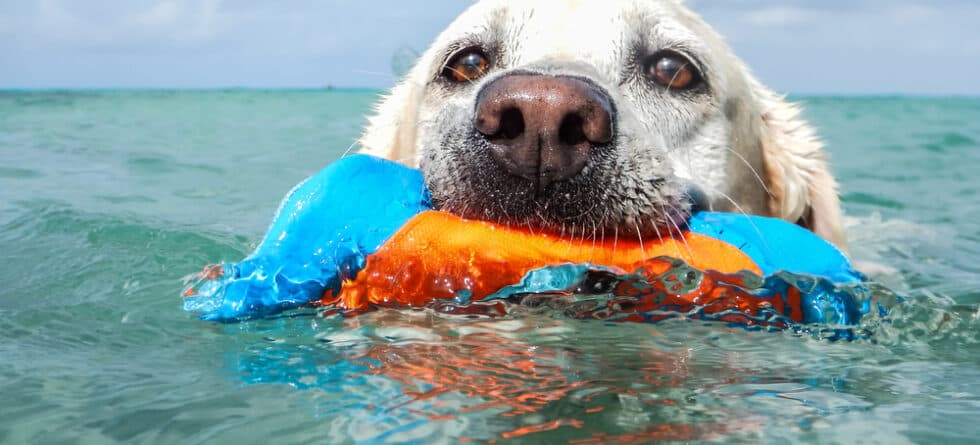 Do Labs Repel Water?